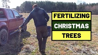 111 Growing Christmas Trees  First Time Fertilizing New Seedlings [upl. by Ned]