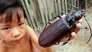 THE LARGEST INSECTS IN THE WORLD [upl. by Eelyahs]