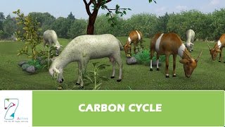 CARBON CYCLE [upl. by Anstus]