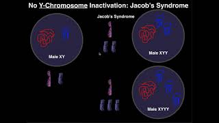 Lower Cross Syndrome  Ask Dr Abelson [upl. by Mor499]