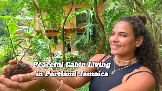 Peaceful Cabin living in Portland Jamaica 🇯🇲 ASMR [upl. by Sevart609]