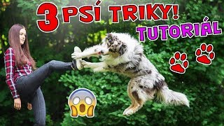 JAK NAUČIT PSA 3 BOŽÍ PSÍ TRIKY Tutoriál [upl. by Ydneh884]