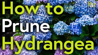 How to Prune Hydrangea A Martin Masterclass  Pots amp Trowels [upl. by Edina569]