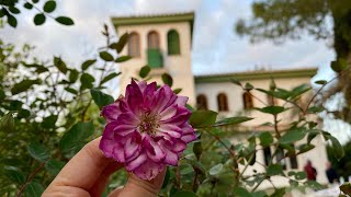 Mezquita de la Vega GRANADA Españoles musulmanes ✨ [upl. by Nobile442]