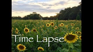 Sunflower Time Lapse  Field of Blooms [upl. by Trillby1]