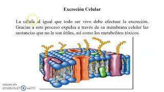 La excreción en los organismos [upl. by Llenroc]