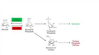 Glycogen Synthesis Glycogenesis Pathway [upl. by Belamy]