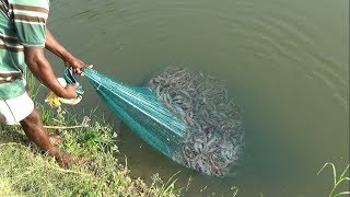 PRAWN CATCHING AT POND [upl. by Gracie186]