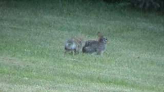 Wild rabbits fighting [upl. by Joed185]