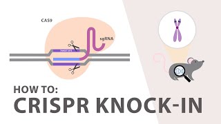 How to perform a CRISPR Knockin Experiment [upl. by Natsud809]