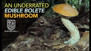 An Underrated Wild Edible Bolete Mushroom [upl. by Jenkins933]