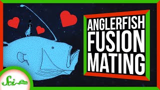 How Anglerfishes Become One With Their Partners [upl. by Anoy]