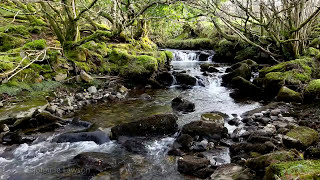 Forest River Nature SoundsMountain Stream Waterfall8 Hr Relaxing Birds amp Water Sounds for Sleeping [upl. by Dawson]