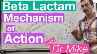 βlactam  Mechanism of Action and Resistance [upl. by Dorri]