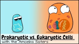 Prokaryotic vs Eukaryotic Cells Updated [upl. by Compte]