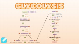 Glycolysis  Metabolism [upl. by Adnamor]