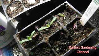 how to use neem oil on seedlings for damping off disease how to deal with pests on seedlings [upl. by Nnaael66]