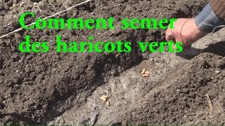 Haricots verts COMMENT LES SEMER LC VIDEO [upl. by Morice]