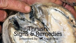 Thrush Signs and Remedies [upl. by Htebzil]