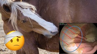 STOMACH ULCERS  Watch a horse being scoped for ulcers [upl. by Ellevel]