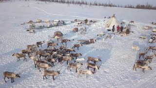 The Nomadic Nenets Of Russia [upl. by Eniac]