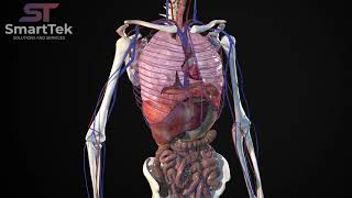 Full Virtual 3D Human Body Anatomy [upl. by Blackman]