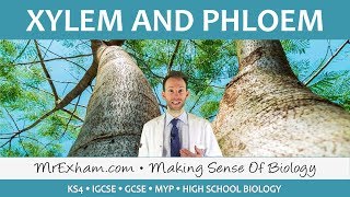 Transport in plants  Xylem and Phloem  GCSE Biology 91 [upl. by Machute]