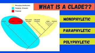 Monophyletic Paraphyletic and Polyphyletic [upl. by Swisher]