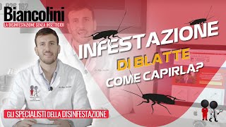 ❓​❓Come capire se ho un infestazione di blatte in casa  Domande e risposte con il Dott Biancolini [upl. by Enawtna]