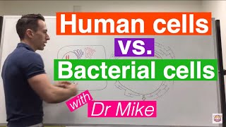 Eukaryotic vs Prokaryotic Cells [upl. by Mcadams]