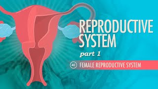 Reproductive System Part 1  Female Reproductive System Crash Course Anatomy amp Physiology 40 [upl. by Rivi]