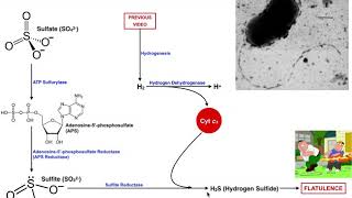 Intestinal Sulfate Reduction to H2S by SulfurReducing Bacteria [upl. by Ferriter]