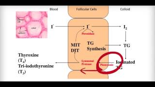 Thyroid Gland Anatomy Histology and Functions [upl. by Annerol]