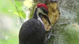 Pileated woodpecker [upl. by Neetsuj659]