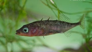 3 spined stickleback Gasterosteus aculeatus Underwater UK [upl. by Eelannej]