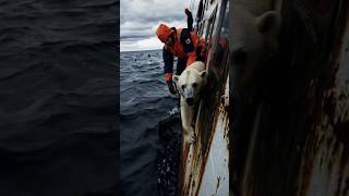 😲 Shark rapidly approaching Arctic polar bear 😲 [upl. by Anem]