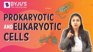 Prokaryotic and Eukaryotic Cells [upl. by Rosenkranz]