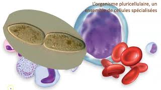 Organisme unicellulaire vs organisme pluricellulaire [upl. by Andriana]