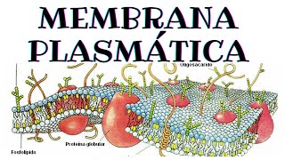 Membrana plasmática  Biología [upl. by Cory907]