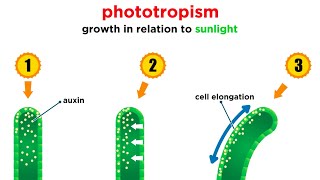 Mechanisms of Plant Growth [upl. by Etnovahs]