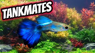 6 Awesome Guppy Fish Tankmates [upl. by Mcmillan]