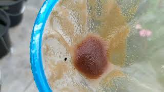 How to culture daphnia moina in a small container Part 1 English Subtitle [upl. by Irolav924]