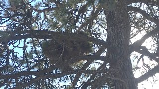 Porcupines Nest in Trees [upl. by Enitsud]