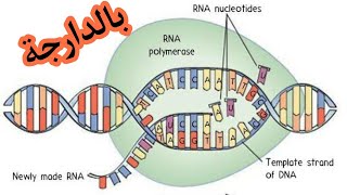 Transcription de lADN en ARNm [upl. by Sukin]