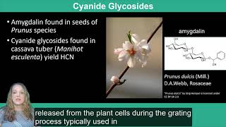 Plant Secondary Metabolism Terpenoids Lectins and Glycosides [upl. by Ennovihc]