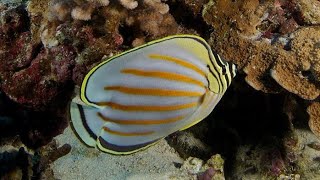 Facts The Ornate Butterflyfish [upl. by Laughry]