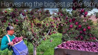 THE MOST BIGGEST APPLE FARM  Washington Red Delicious🍎amp Red Scarlet🍎 [upl. by Krawczyk402]