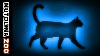 Miauwende katten  Kattengeluiden  Katzen miauen  Katten geluid [upl. by Nason907]