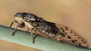 Le chant des cigales Cicada orni [upl. by Newton]