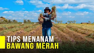 Cara Menanam Bawang Merah agar Hasil Melimpah [upl. by Ruhtracm397]